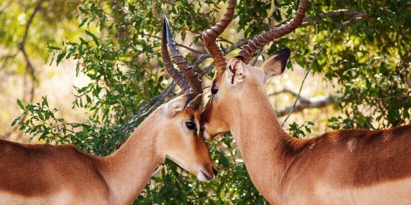 BannerSnack-Blog-NationalWildlifeDay wild deer