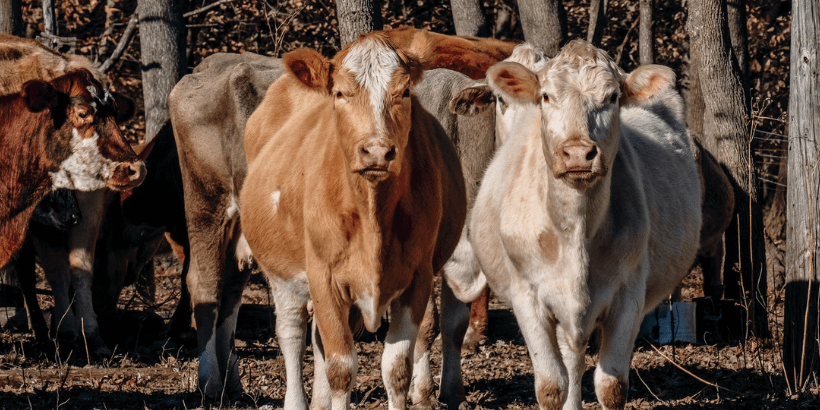 Barefoot Biodynamics_Cows_Cover Cows from Barefoot Biodynamics