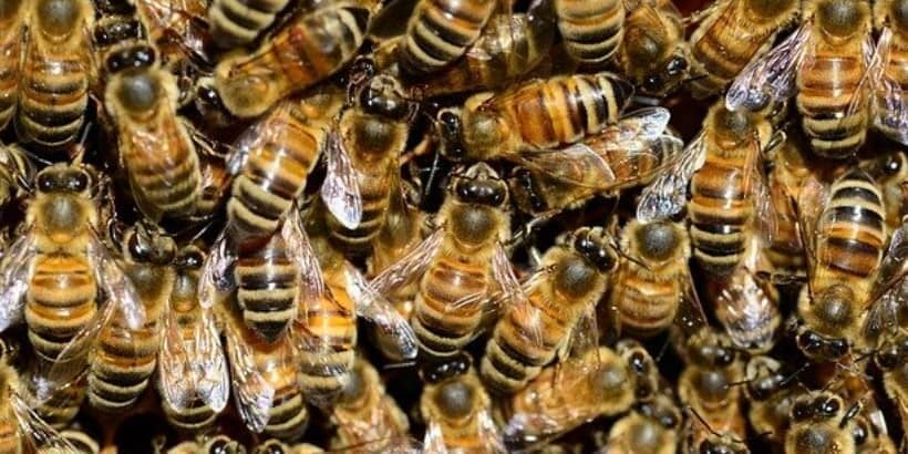 Bees_Bannersnack-High-Quality (1) Bees_Bannersnack-High-Quality (1)