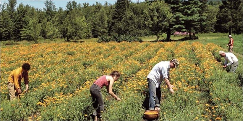 BusinessofBotanicals_CalendulaField-Max-Quality Organic Calendula Field