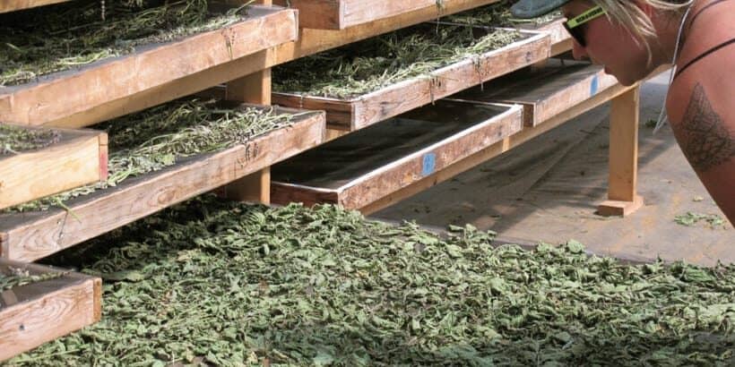 BusinessofBotanicals_DryingTulsi-Max-Quality small farms