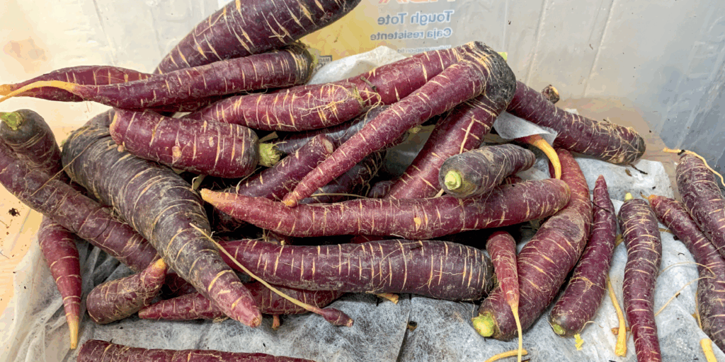 CarrotsBanner_Beyond-the-Root-Cellar- CarrotsBanner_Beyond-the-Root-Cellar-