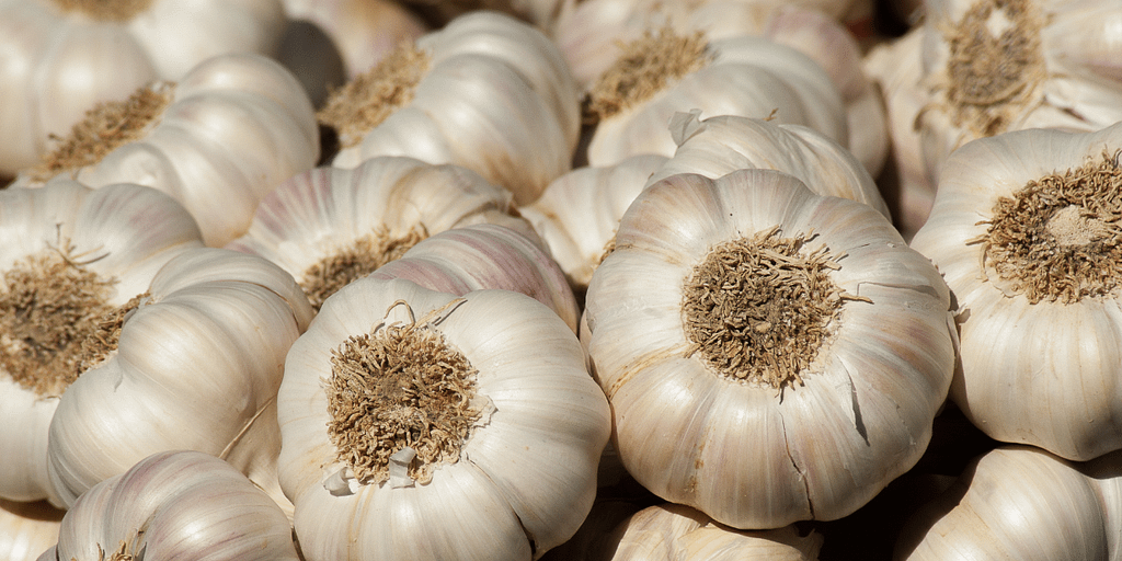 Garlic_Canva Garlic_Canva
