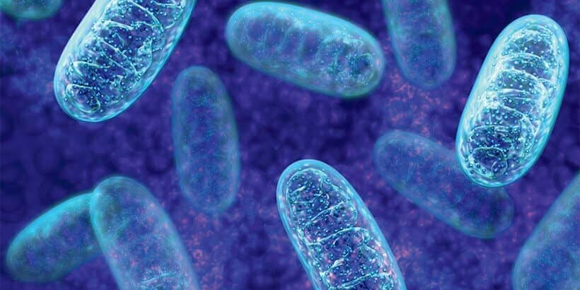Mitochondrie banner_MitcochondriaAndTheFutureofMed mitochondria