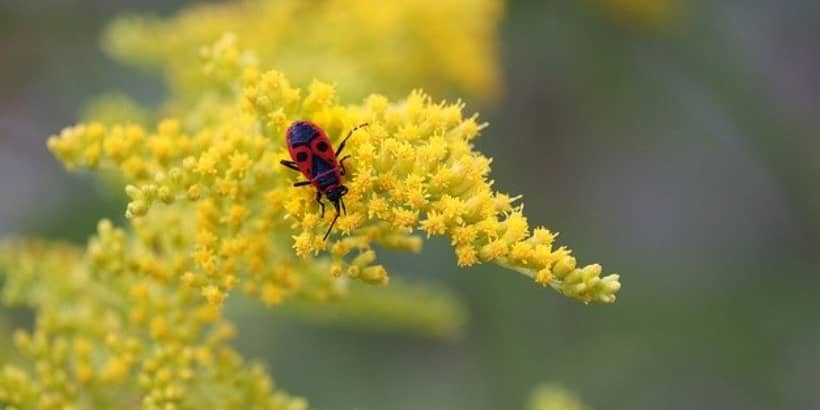 PlantBug_Bannersnack-Max-Quality bug on plant