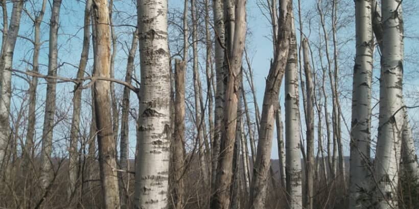 QuakingAspens_TreesofPower Quaking aspen grove in upstate New York. Notice the thick under- growth of shrubs as well as the snags with woodpecker holes.