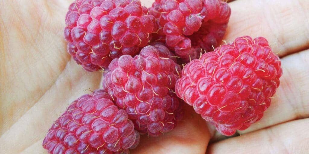 RedRaspberries RedRaspberries