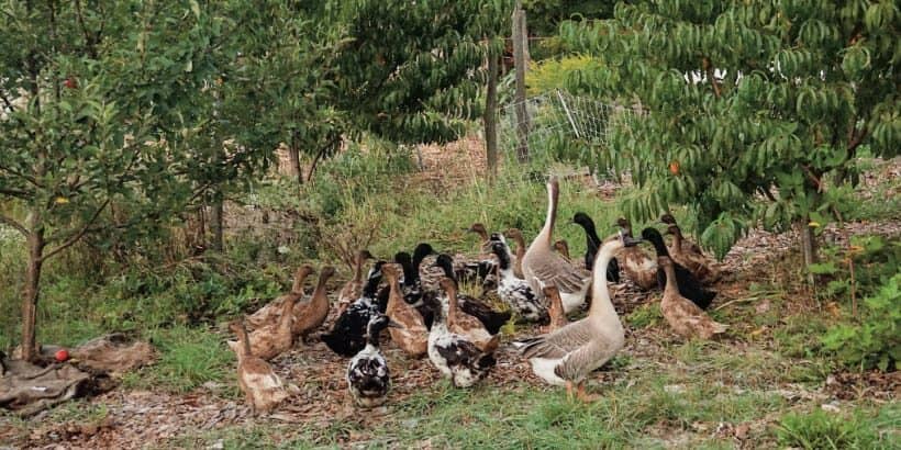 Silvopasture_DucksAndGeese-Max-Quality low-risk silvopasture