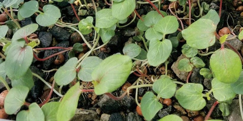 TheWholeOkra_Microgreens-High-Quality (1) TheWholeOkra_Microgreens-High-Quality (1)