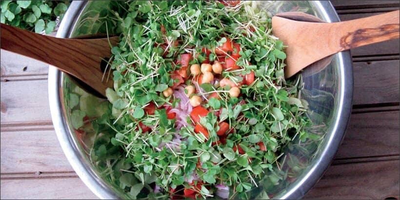 Year-Round Indoor Salad - Blog Cover salad
