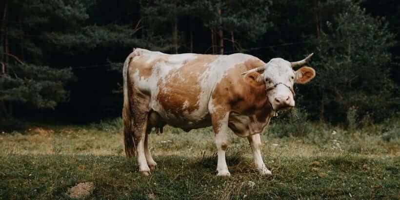 bannersnack-cow-blogheader cow