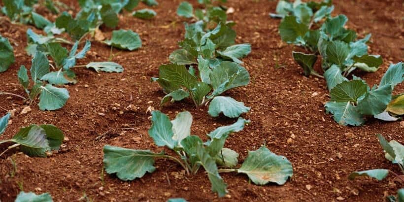 bannersnack-farm plants growing