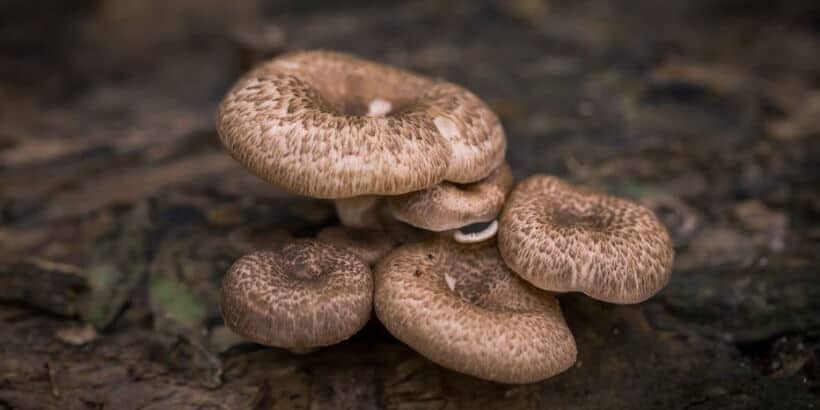 bannersnack_mushrooms mushrooms