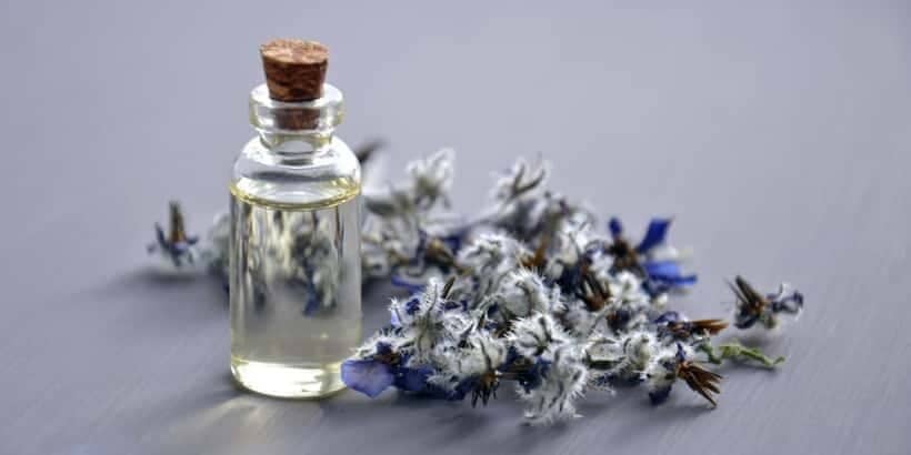 bannersnack_seedoil-header_HFHPV2 seed oil