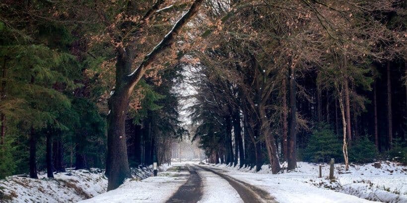 bannersnack_wintertrees_fullmoonfeast winter road through trees