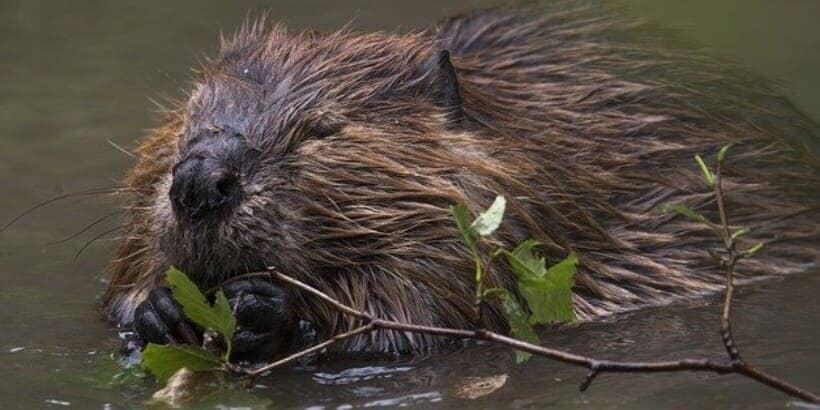 beaver_bannersnack-High-Quality beaver_bannersnack-High-Quality