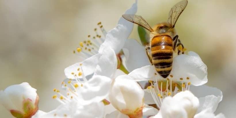 bee_Bannersnack-High-Quality bee_Bannersnack-High-Quality