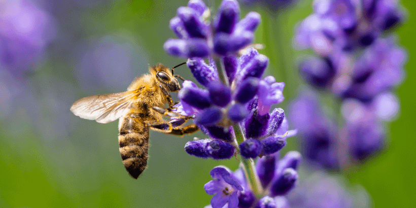 bee_canva bee_canva