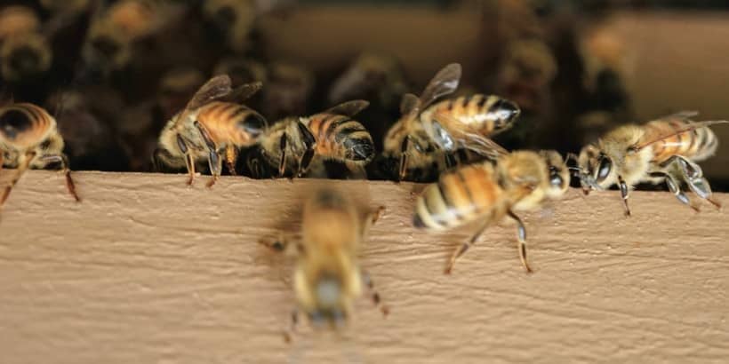 bees_sandorfermentation_Bannersnack-High-Quality bees_sandorfermentation_Bannersnack-High-Quality