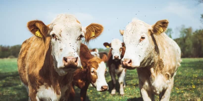 blog feature image (1) cows grazing