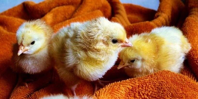 chicks_in_the_mail_bannersnack chicks in the mail