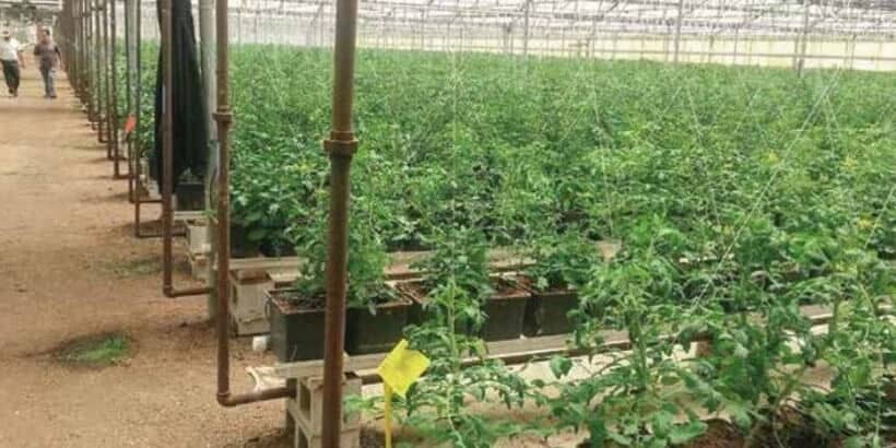 Tomato plants Tomato Plants in a Greenhouse