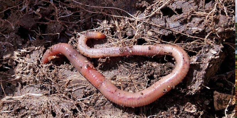 Bannersnack_Worms worm
