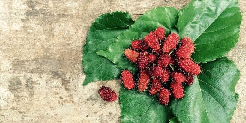 bs-mulberries-banner mulberries