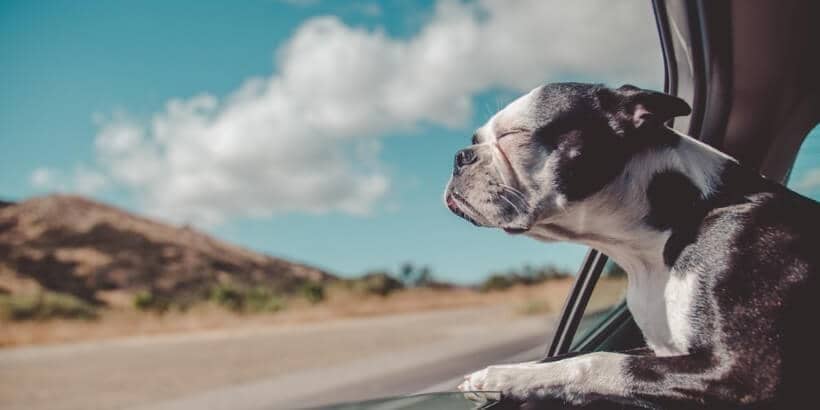 burn-dogwindow-bannersnack dog window