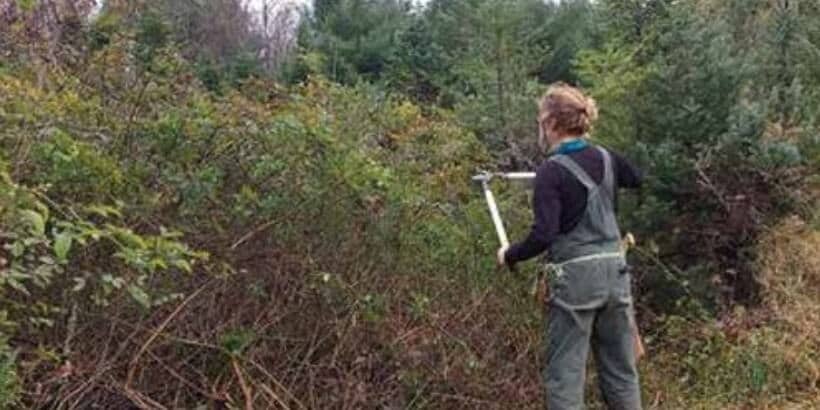 carving_cutting down brush trimming a thicket of multiflora rose