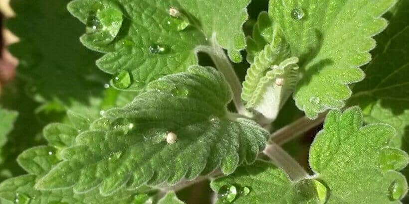 catnip_bannersnack catnip_bannersnack