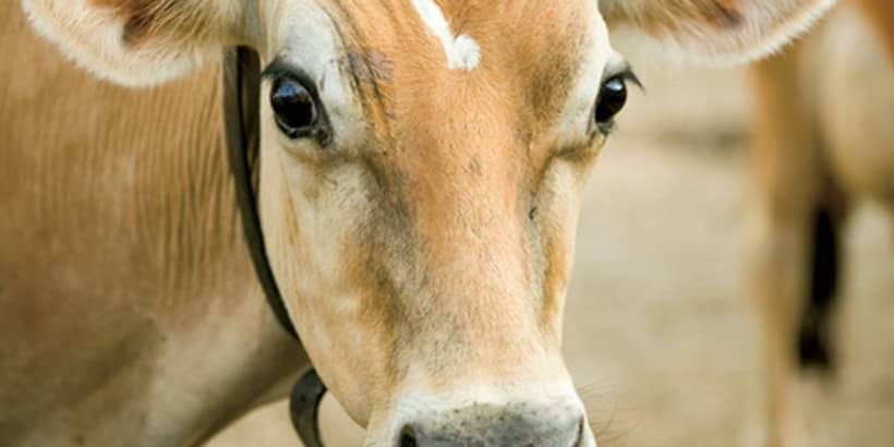cow cow