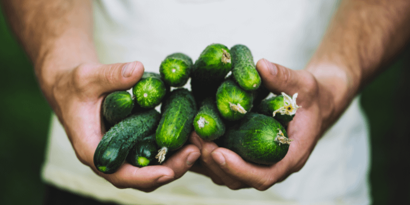 cucumbers_canva storing cucumbers
