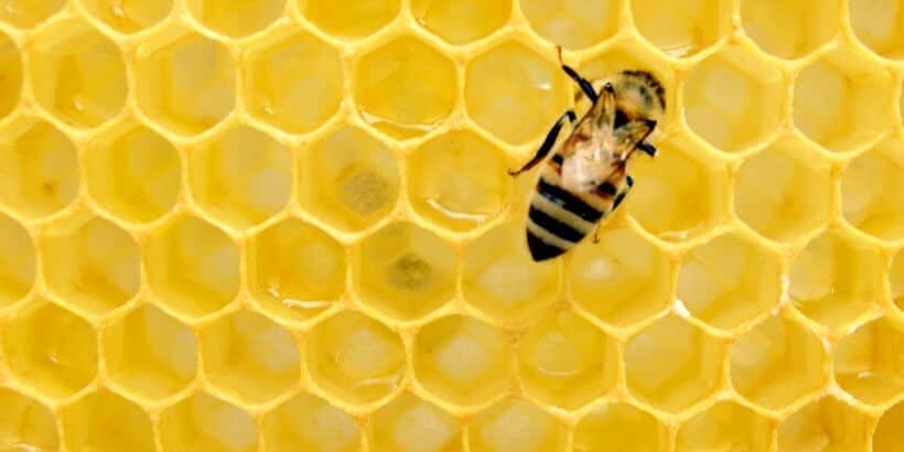 dancing with bees_bee banner_bannersnack bee on honey comb