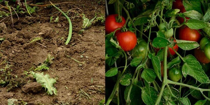 diy seed bank banner tomatoes growing