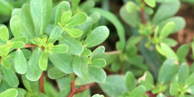 forageharvestfeast purslane banner purslane