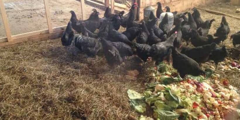 hens_communityscalecomposting hens eating food scraps