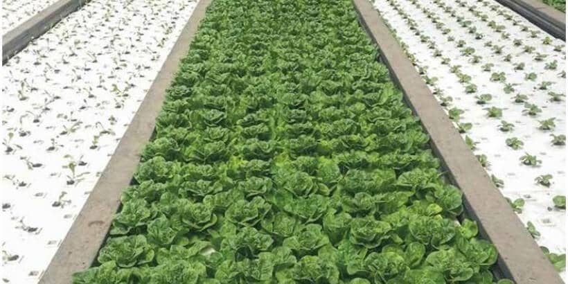 hydroponic_greenhousehoophouse Lettuce growing in a deep water culture system
