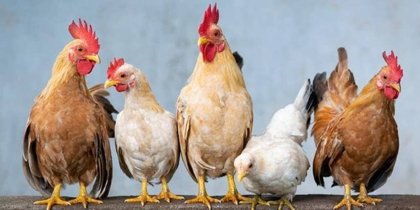 livestock-feature-High-Quality chickens
