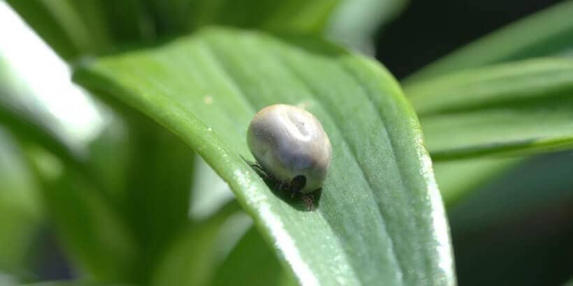lyme disease_tick banner_bannersnack tick on leaf