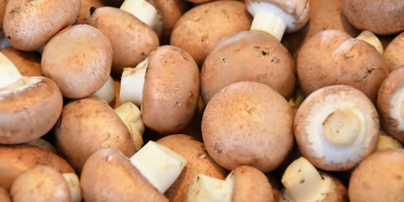 mushroom beer_bannersnack mushrooms