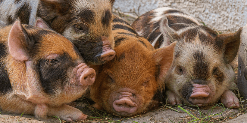 pigs_canva pigs