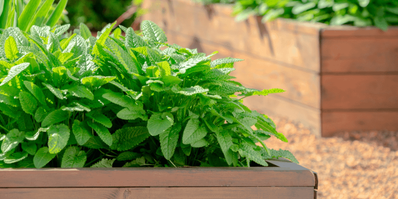 plantbed_canva plantbed_canva