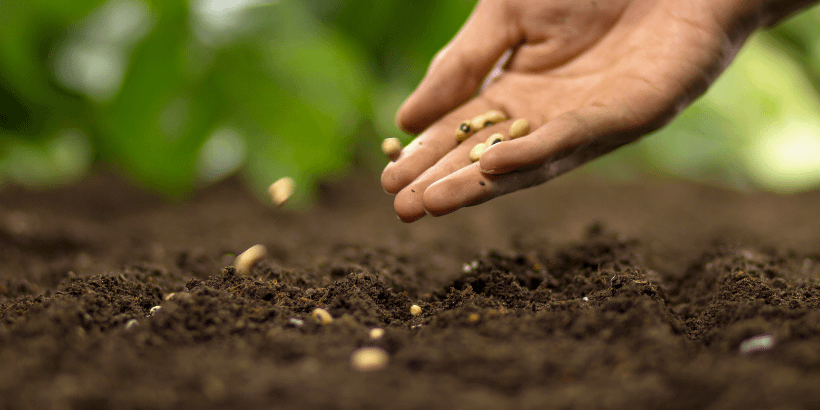 plantingseed_banner_canva plantingseed_banner_canva