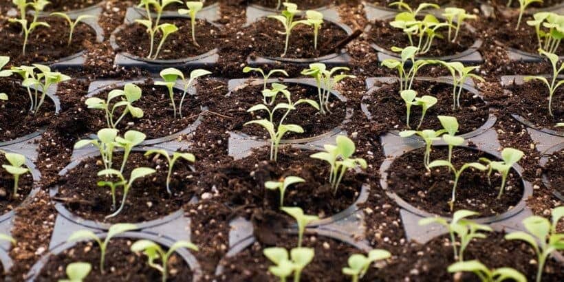 plantstarters_bannersnack starting plants