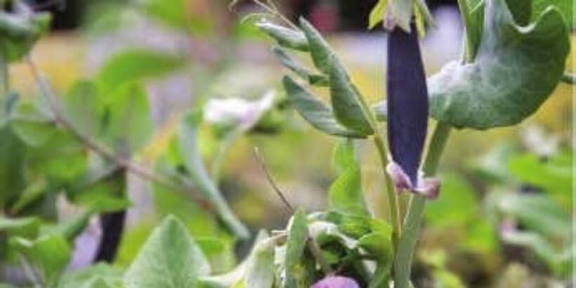 seed underground_blue podded peas_from book blue podded peas
