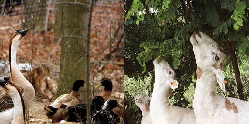 silvopasture-banner farm animals