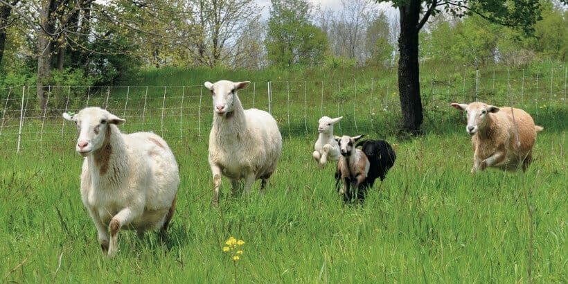 silvopasture- good grazing banner sheep and goats