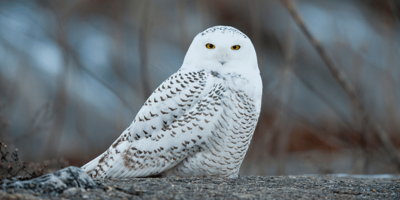 snowowl_canva big year