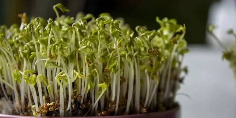sprouts_bannersnack indoor gardening